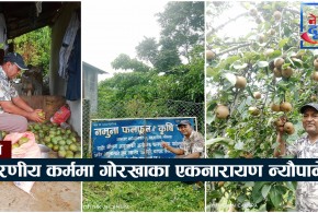 कृषिमार्फत उदारणीय कर्ममा गोरखाका एकनारायण न्यौपाने